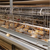 Factory Directly Battery Pullets Brooding Cages