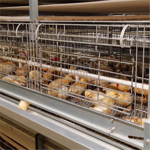 Factory Directly Battery Pullets Brooding Cages