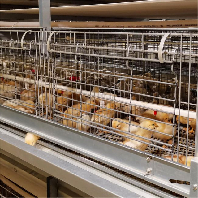 Factory Directly Battery Pullets Brooding Cages