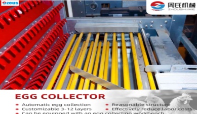 How Automatic Egg Collecting Systems Improve Farm Hygiene And Egg Quality