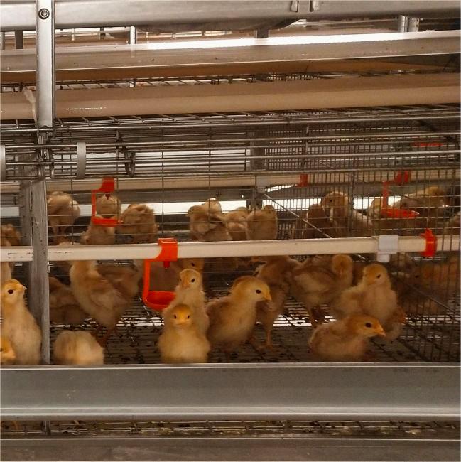 Pullet Brooding and Growing Area