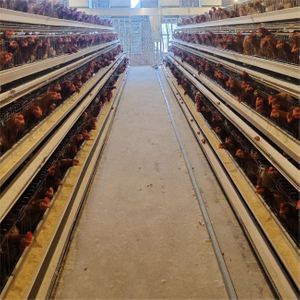  A-type Ladder Layer Chicken Breeding Equipment