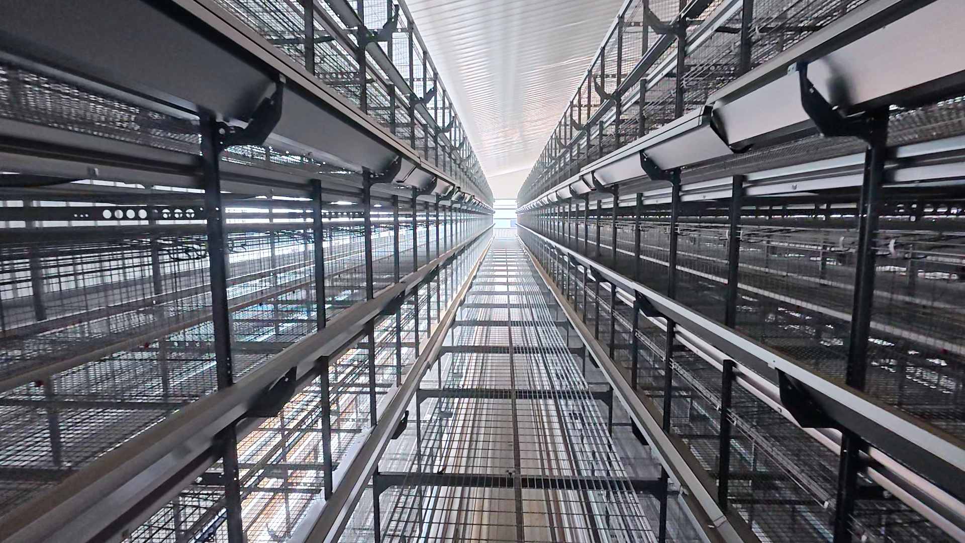 automated layer farm