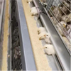 Factory Directly Battery Pullets Brooding Cages