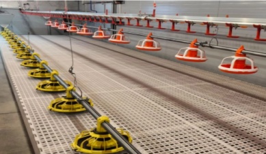 What Are Common Feeding Mistakes?