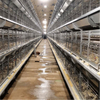 Factory Directly Battery Pullets Brooding Cages