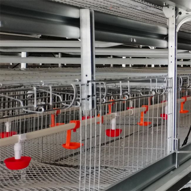 Simplifying Farm Management with Advanced Automatic Poultry Cages