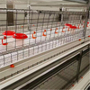  Automated Three-dimensional Broiler Cage System