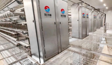 Efficient And Humane: How Layer Cage Equipment Ensures Higher Yield with Animal Welfare
