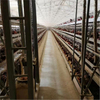  A-type Ladder Layer Chicken Breeding Equipment