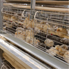 Factory Directly Battery Pullets Brooding Cages