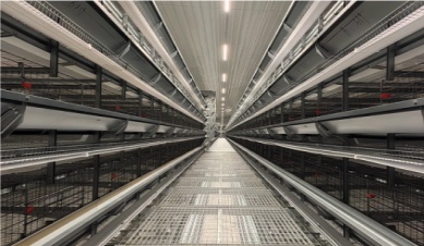 What Are The Signs of A Good Duck Breeding Cages?