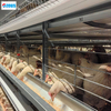 Large Stacked Layer And Hen Breeding Cage