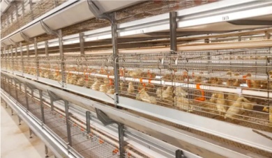 How To Build A Chicken Coop?