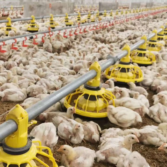 Ground Breeding System