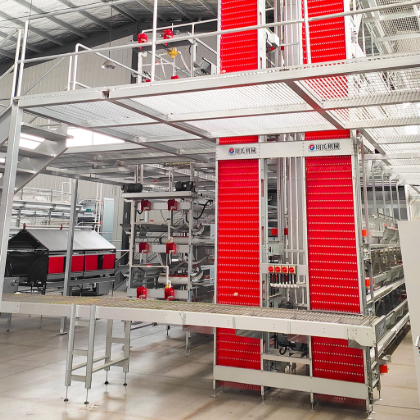 Automatic Egg Collection System