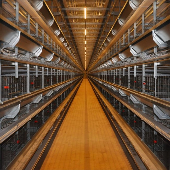 layer chicken cage.png