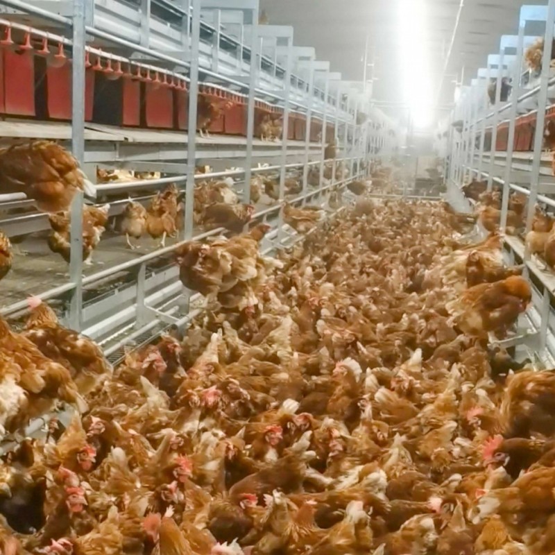 Multi-Tier Furnished Cage