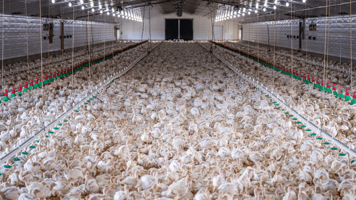 H-Type vs A-Type Layer Cage for large-scale poultry farms