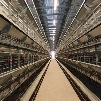 Steel Structure Chicken House