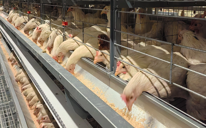 Layer Battery Cage Systems.png