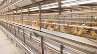 Poultry Cage Systems